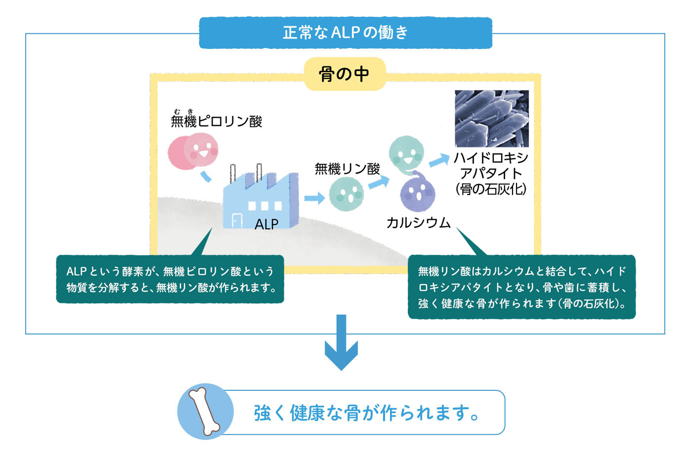 アルカリホスファターゼ Alkaline phosphatase JapaneseClass.jp